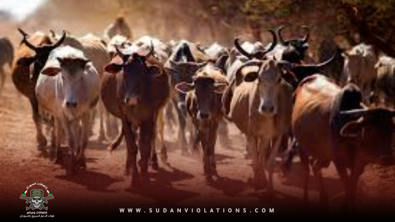 قوات الدعم السريع تسرق أكثر من مائتي بقرة منها سلالات نادرة تتبع لمركز بحوث الإنتاج الحيواني 1 IMG 20230729 112413