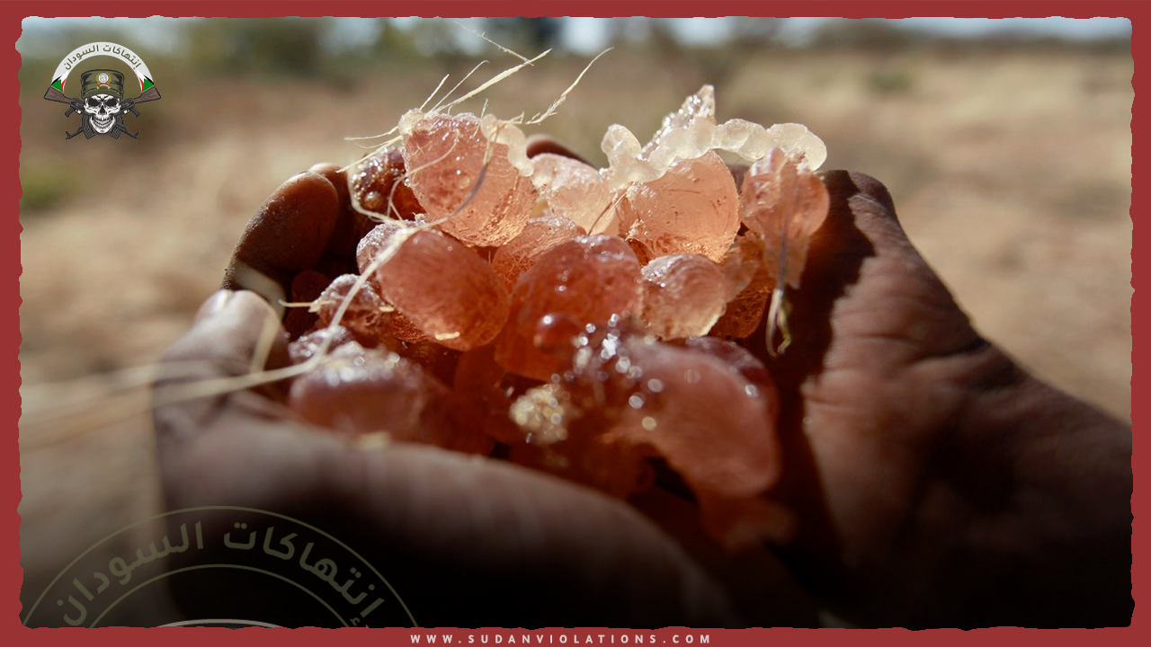 المليشيا تنهب أطنانًا من الصمغ العربي والحبوب والفول السوداني من النهود